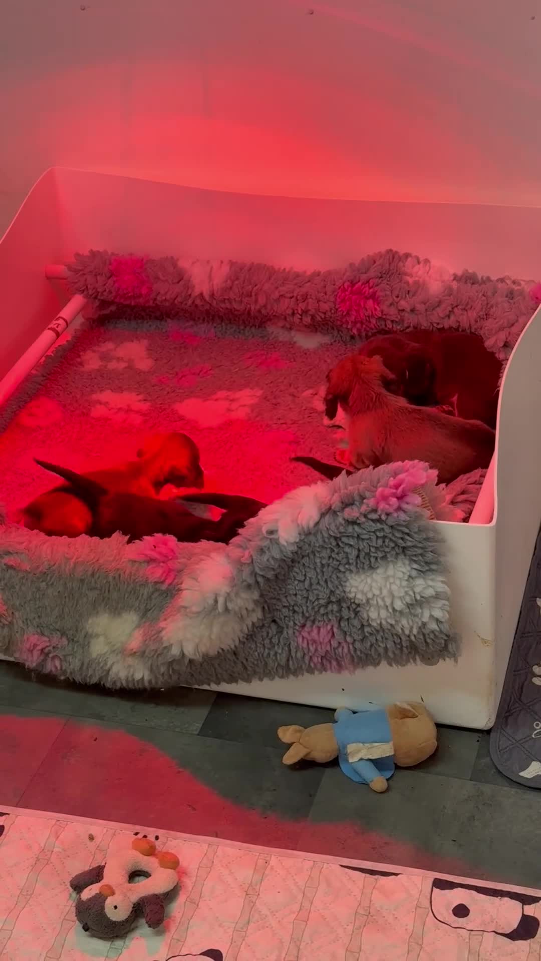 Miniature Dachshund dogs for sale: Miniature long haired Dachshund puppies Kc reg  - Video 1