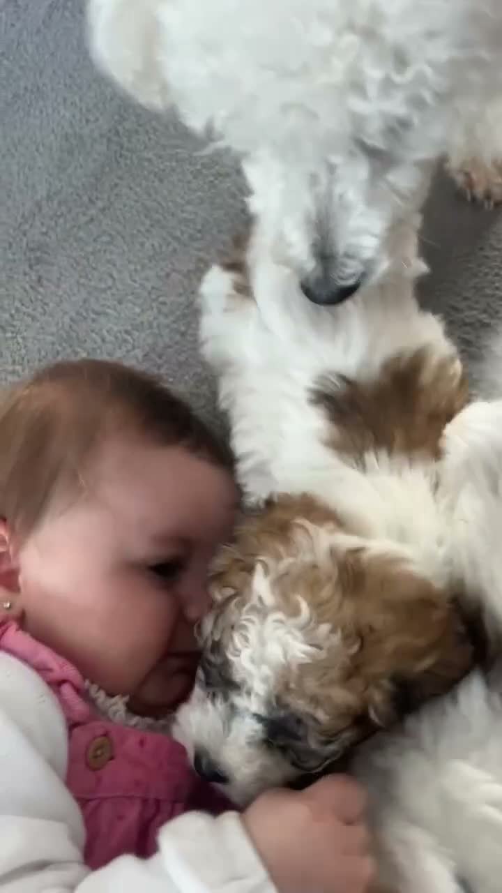 Mixed Breed dogs for sale:  COCKERPOOCHON PUP LOOKING FOR THEIR FOREVER HOMES in Newark - Video 2
