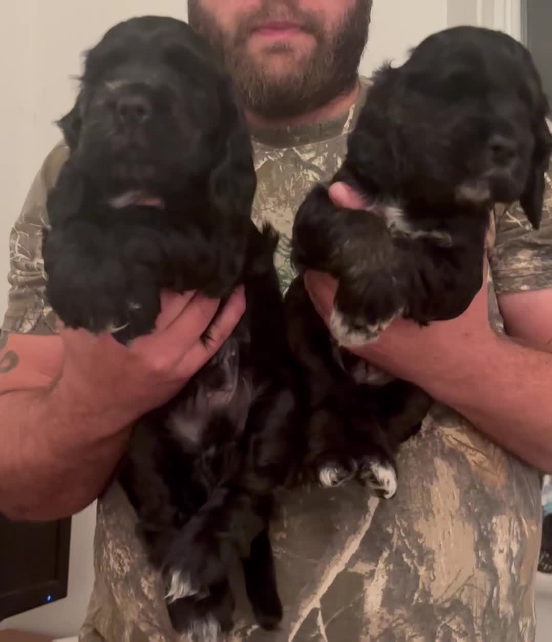 Cocker Spaniel dogs for sale: 2 male cocker spaniel puppies - Video 1