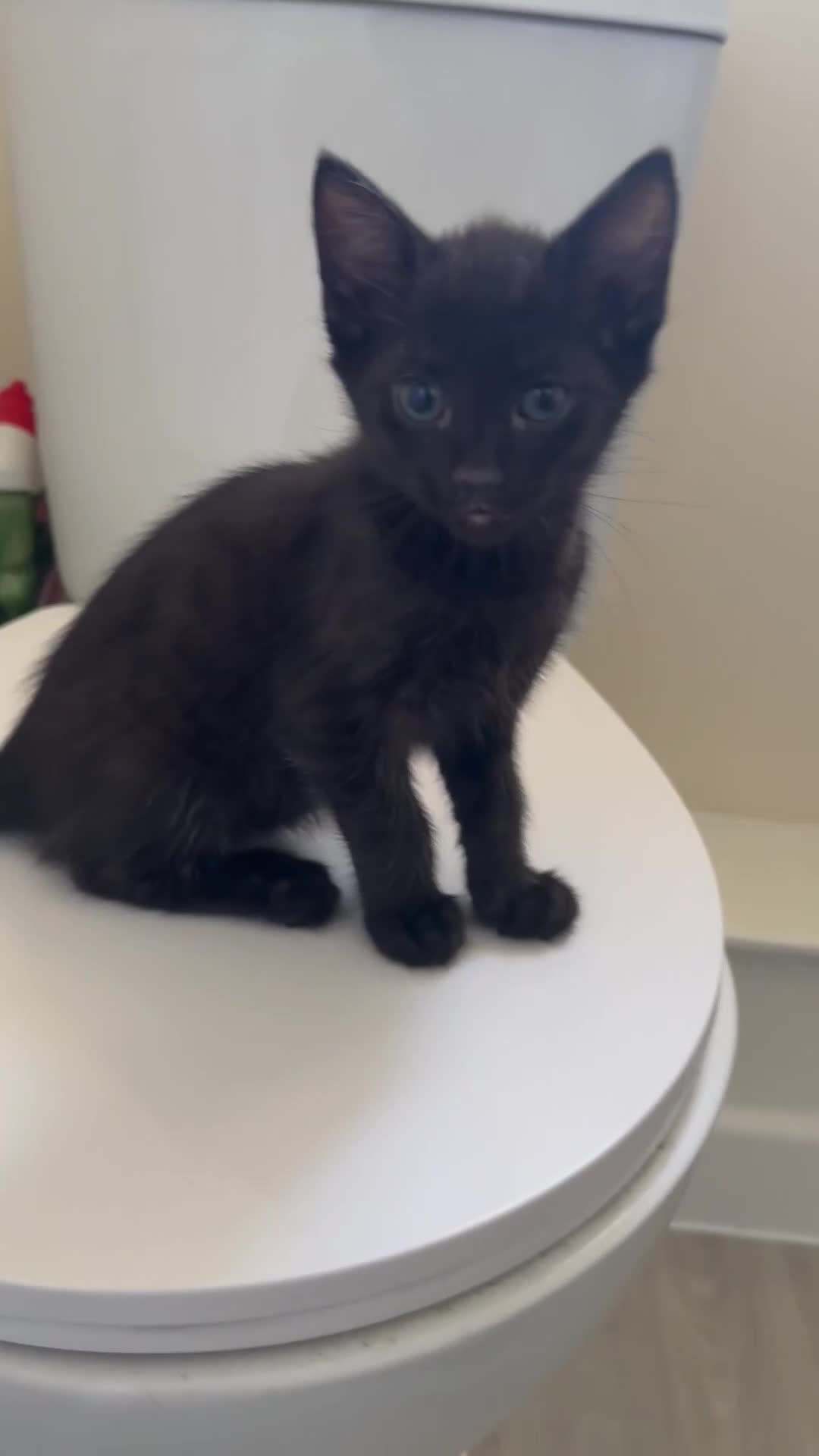 British Shorthair cats for sale: ALL BLACK FEMALE SHORTHAIR KITTEN - Video 1