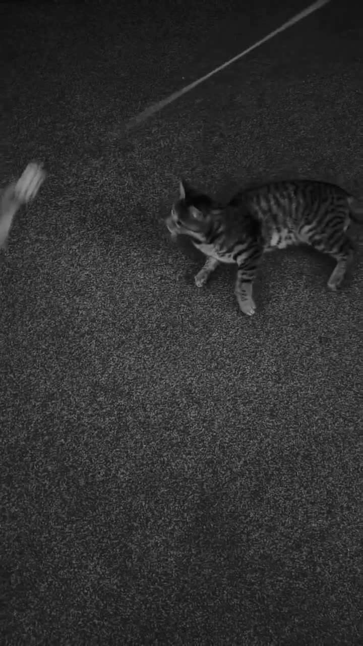 Mixed Breed cats for sale: NEED REHOMED ASAP black Kitten & junior tabby - Video 1
