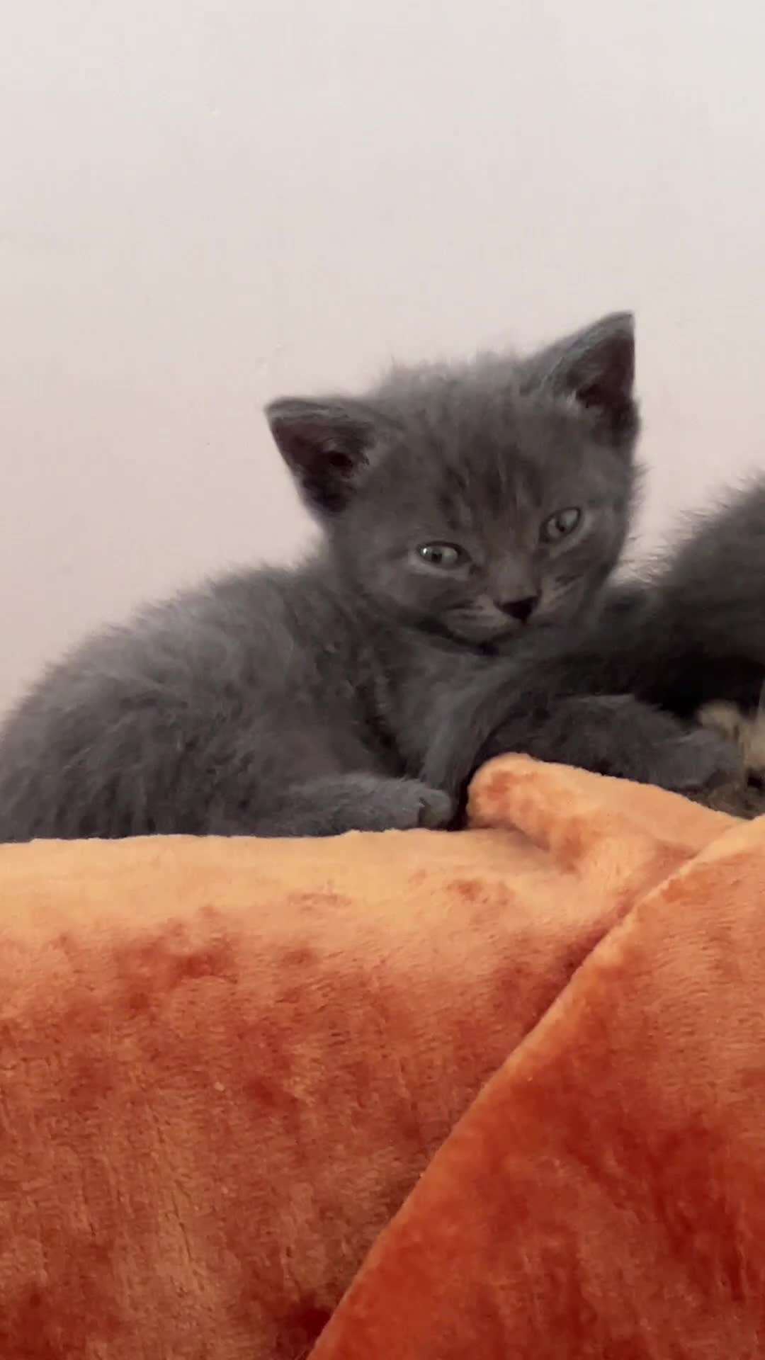 British Shorthair cats for sale: Half British short hair kittens  in Solihull - Video 1