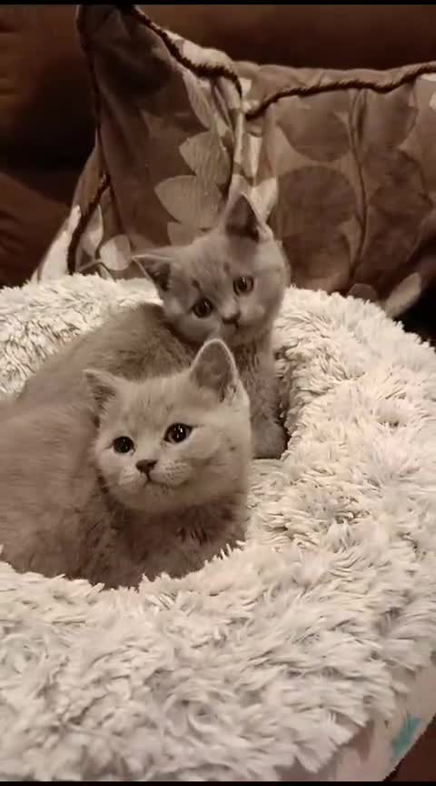 British Shorthair cats for sale: Blue British shorthairs kittens with GCCFpedigree - Video 1