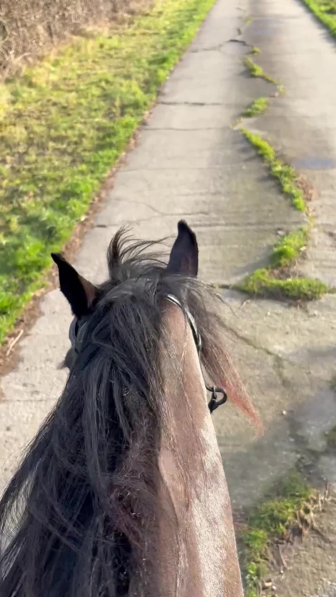 Irish Cob horses for sale: Real life black beauty. - Video 2
