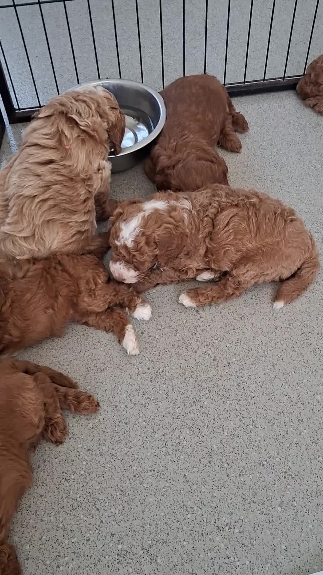 Labradoodle dogs for sale: F1B Miniature Labradoodle pups - Video 1