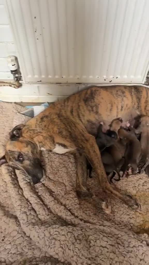 Mixed Breed dogs for sale: Lurches x saluki  - Video 1