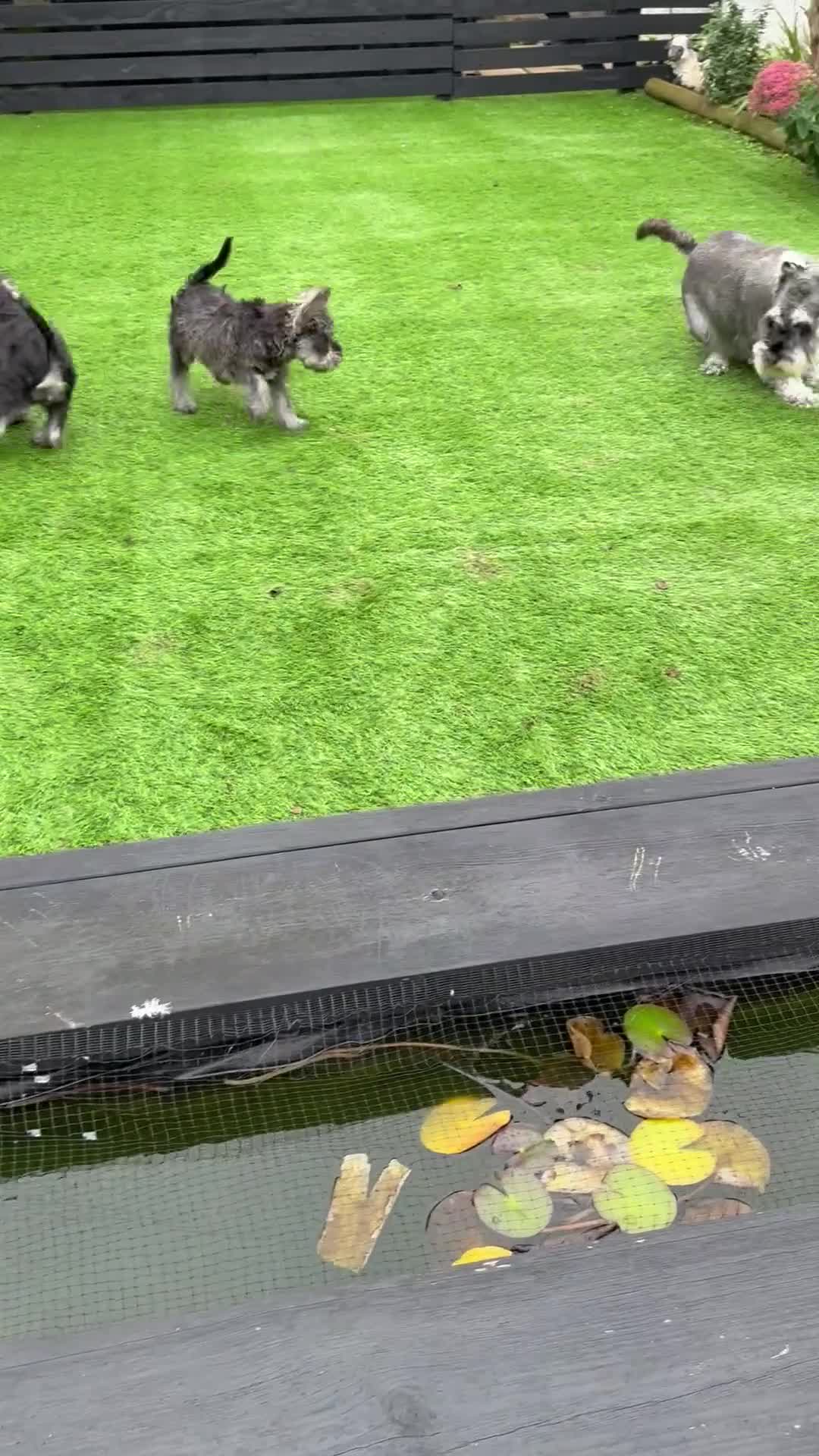 Miniature Schnauzer dogs for sale: Ready for our forever home’s miniature schnauzers  - Video 3