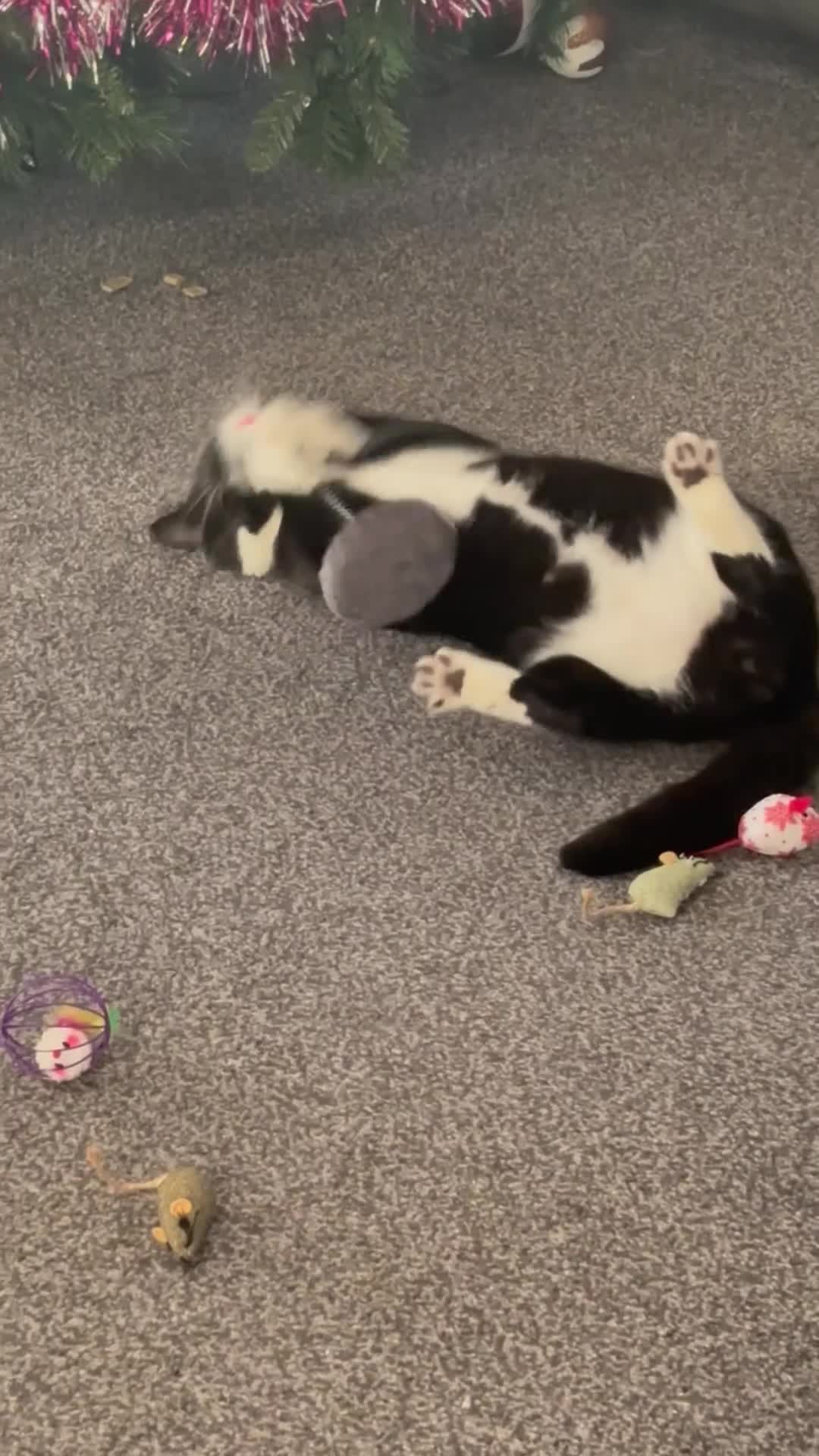 Bombay cats for sale: Humpty & Hugo - Video 1