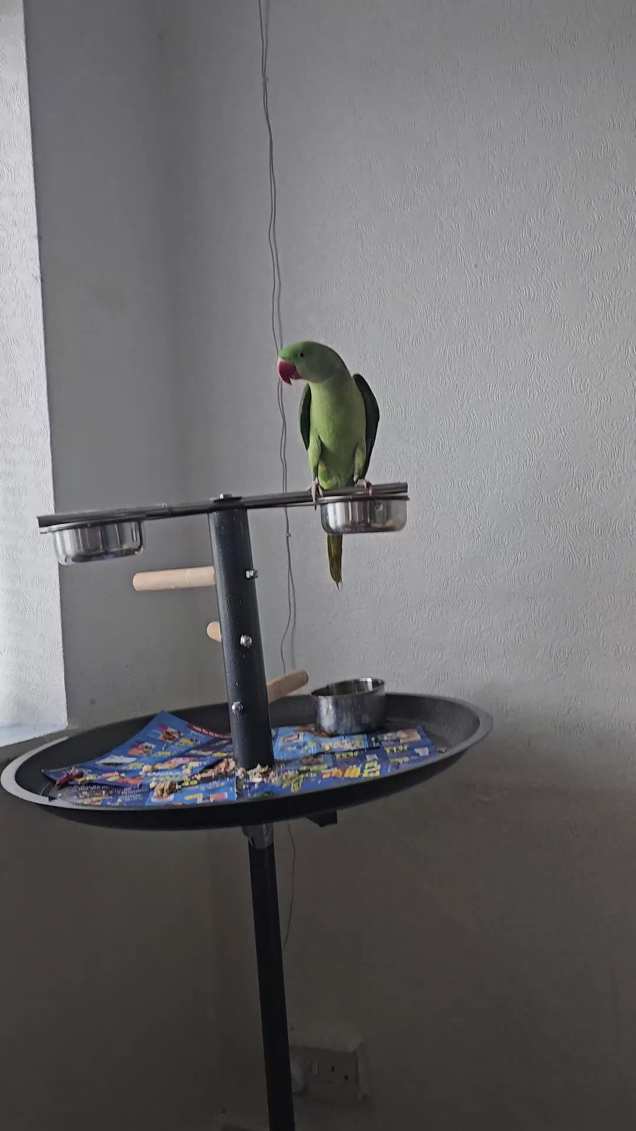 Parrots birds for sale: Alexandrine breeding pair, male baby, Finches pair - Video 3