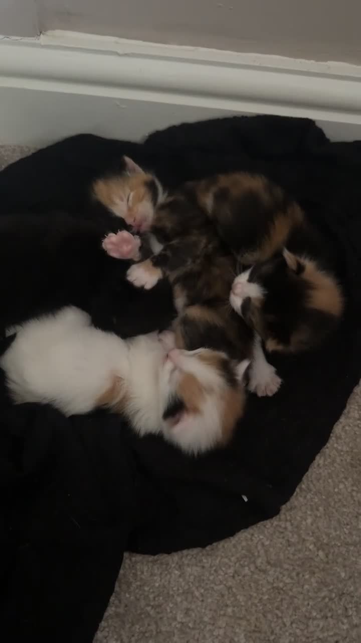 Domestic Shorthair cats for sale: Kittens for sale - Video 1