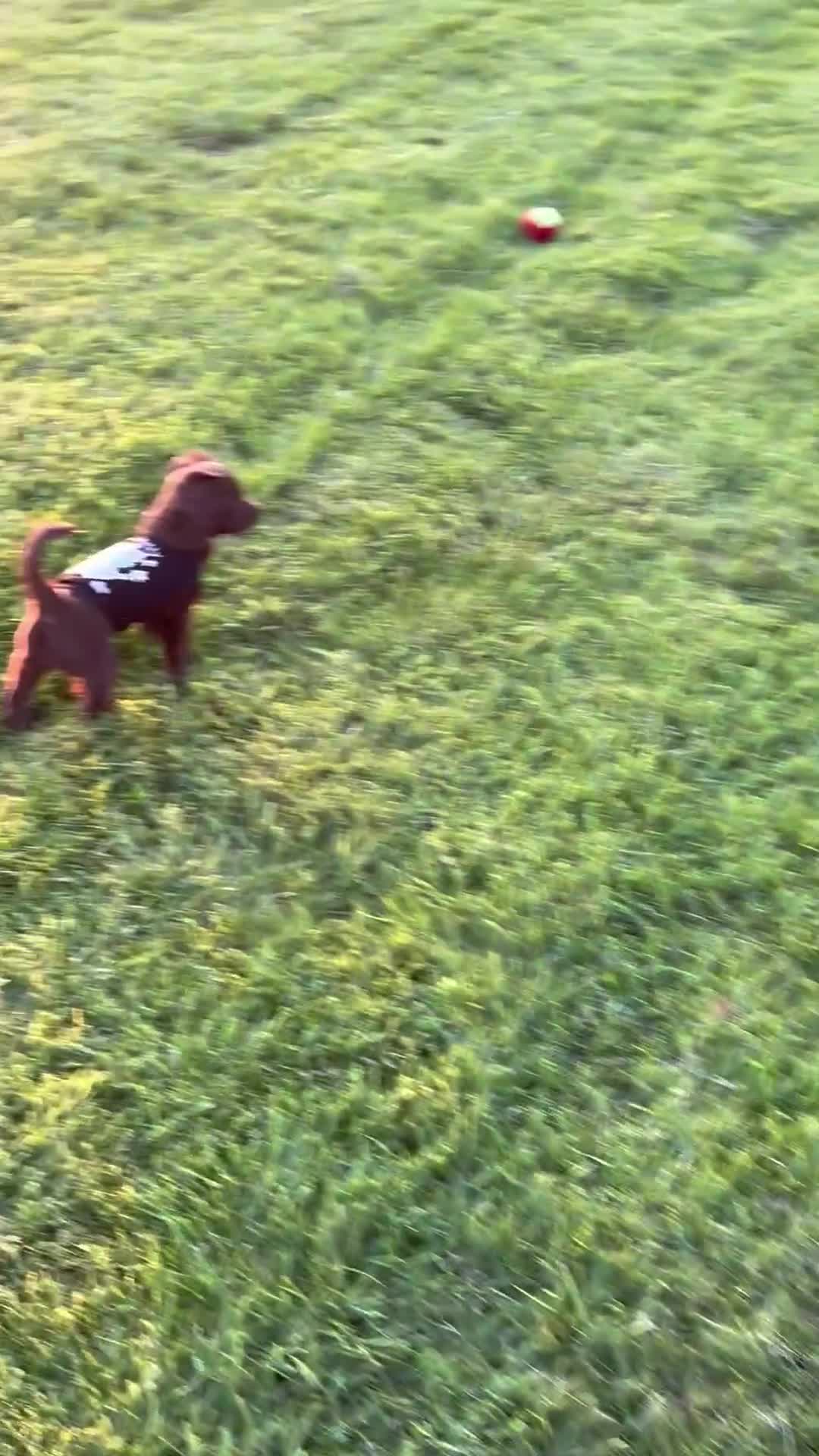 Mixed Breed dogs for sale: 2 left! Chihuahua x Cocker Spaniel cockerhuahua - Video 3