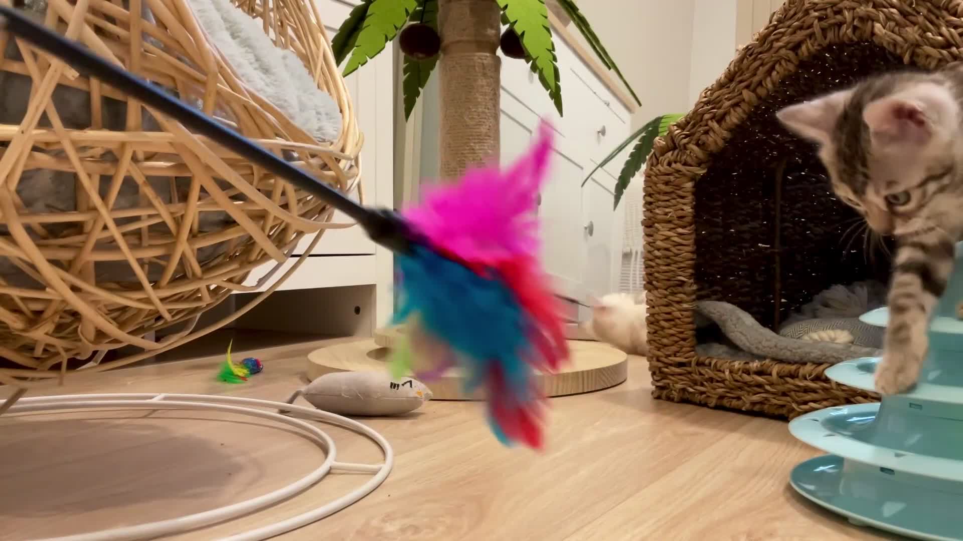 Bengal cats for sale: 🥇🏆Gorgeous Pedigree Tica Pure Bengals🏆🥇 - Video 2