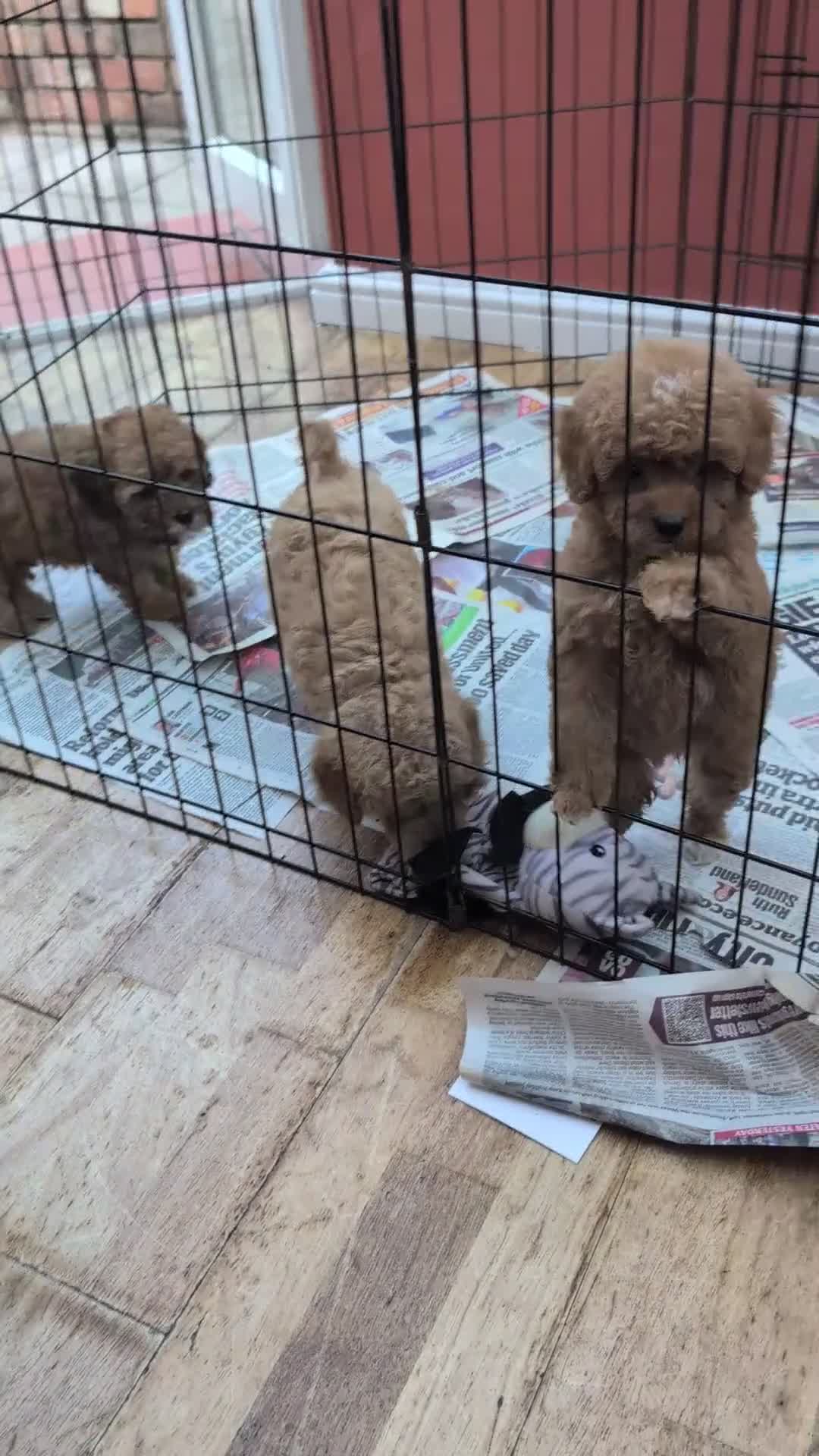 Maltipoo dogs for sale: Stunning Toy Maltipoo Puppies  - Video 1