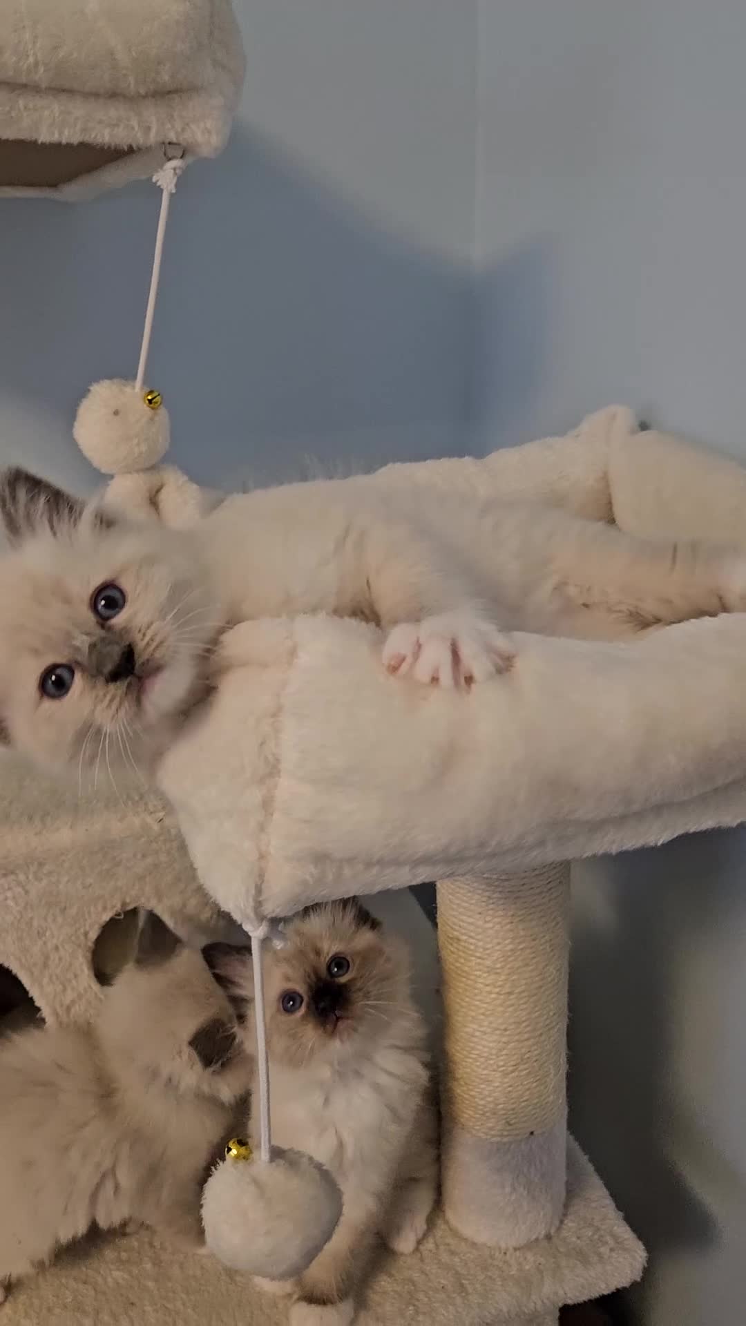 Ragdoll cats for sale: Stunning Ragdoll kittens  - Video 2