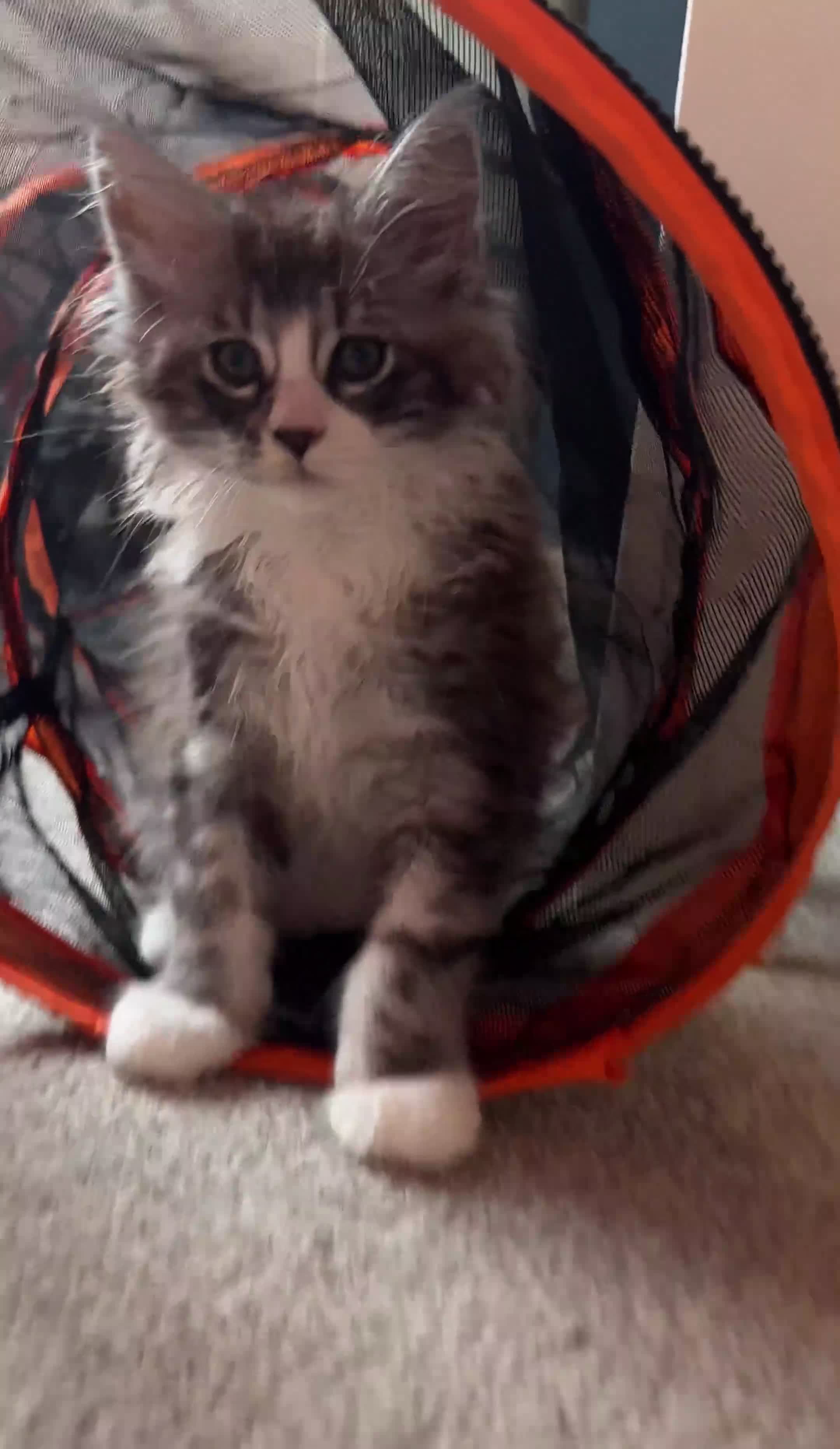 Maine Coon cats for sale: Maine Coon kittens XXL - Video 2