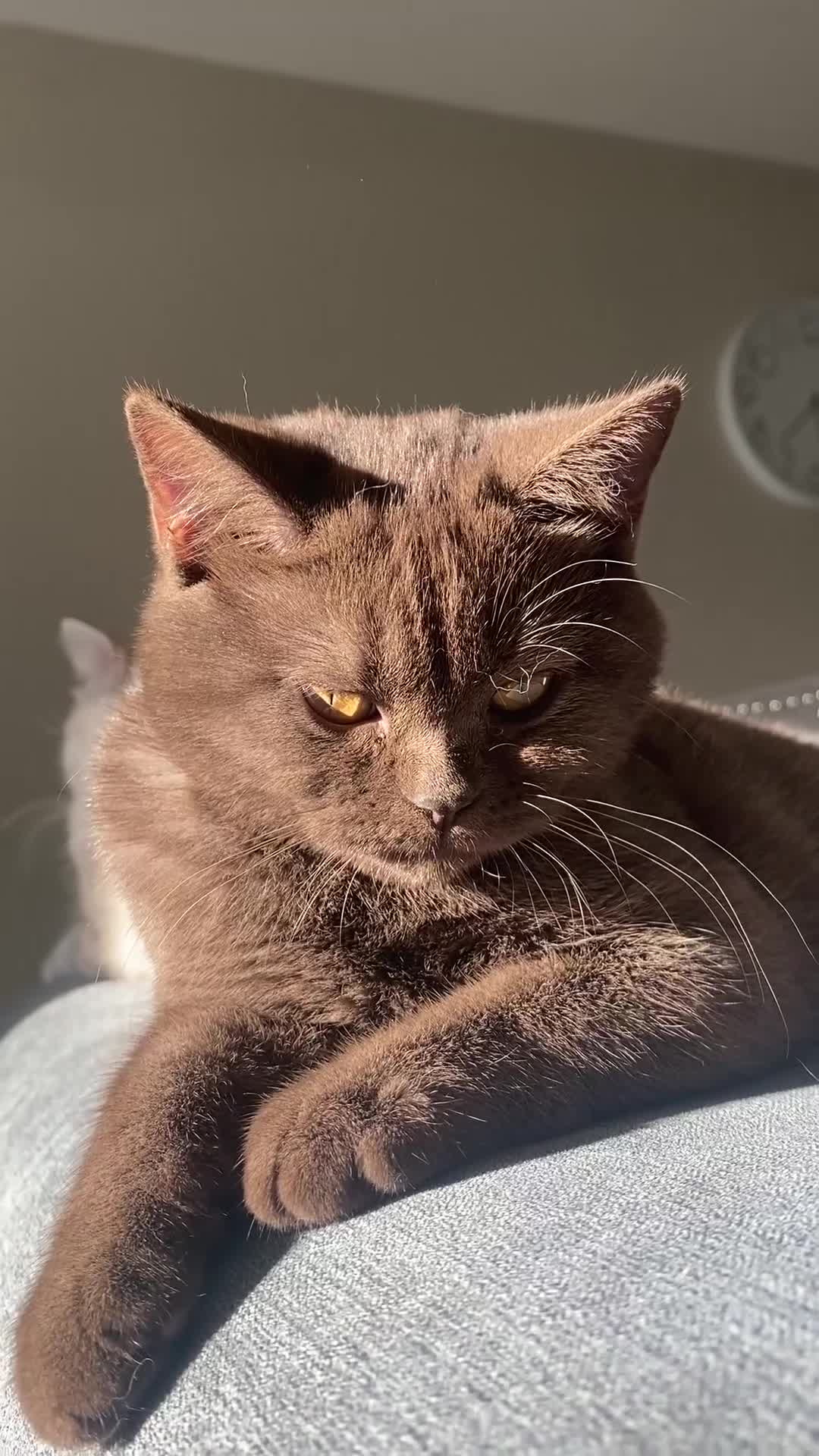 British Shorthair cats for sale: BROWN TICA GIRL Stunning shiny coat ,cooper eye  - Video 1