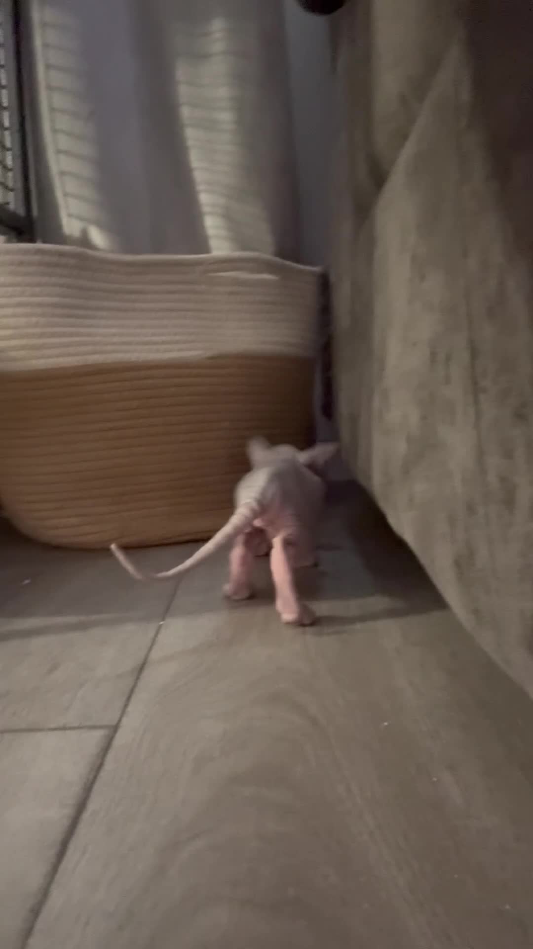 Sphynx cats for sale: Sphinx kittens for sale. Born 06/10/2025 - Video 1