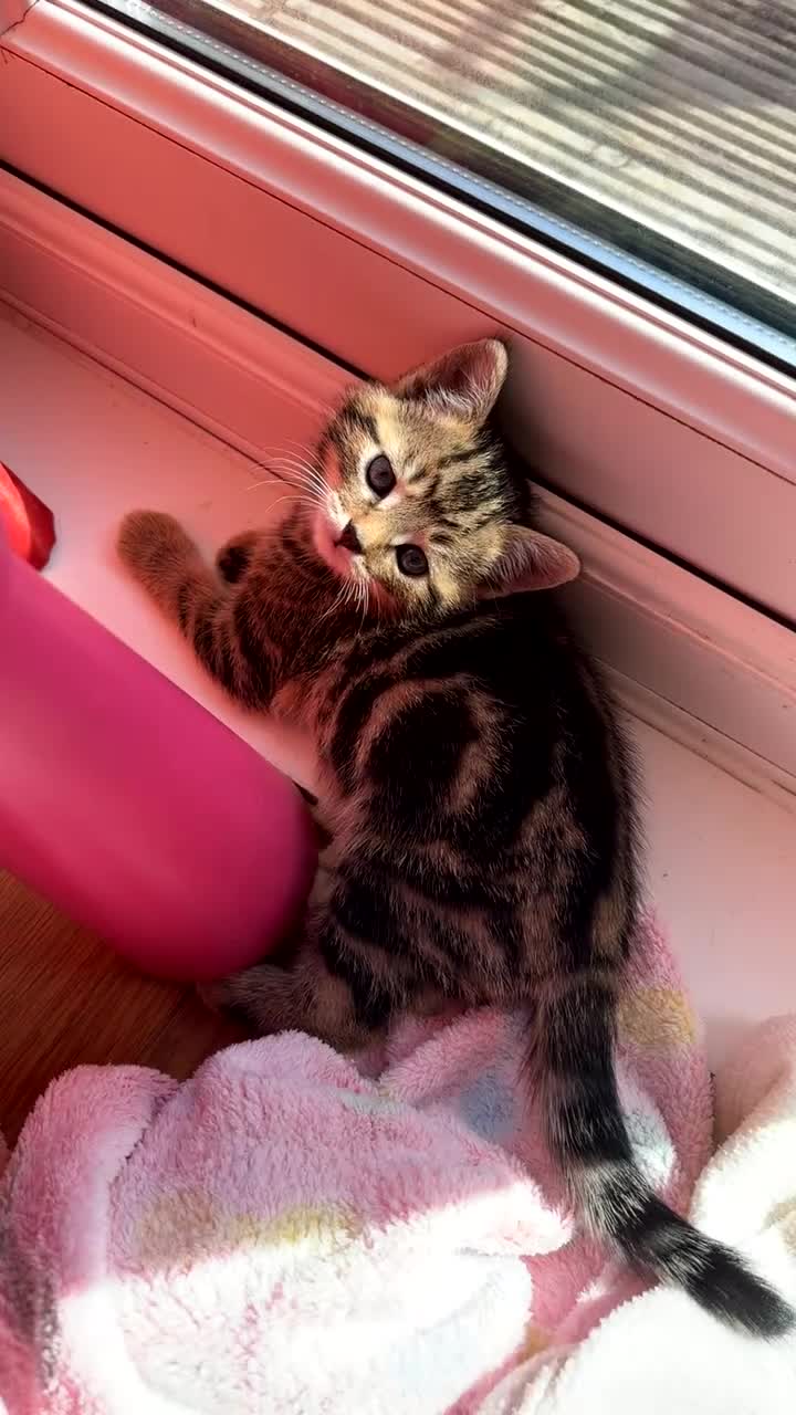 Mixed Breed cats for sale: Beautiful Tabby Kittens Looking for Loving Homes  in Dartford - Video 3
