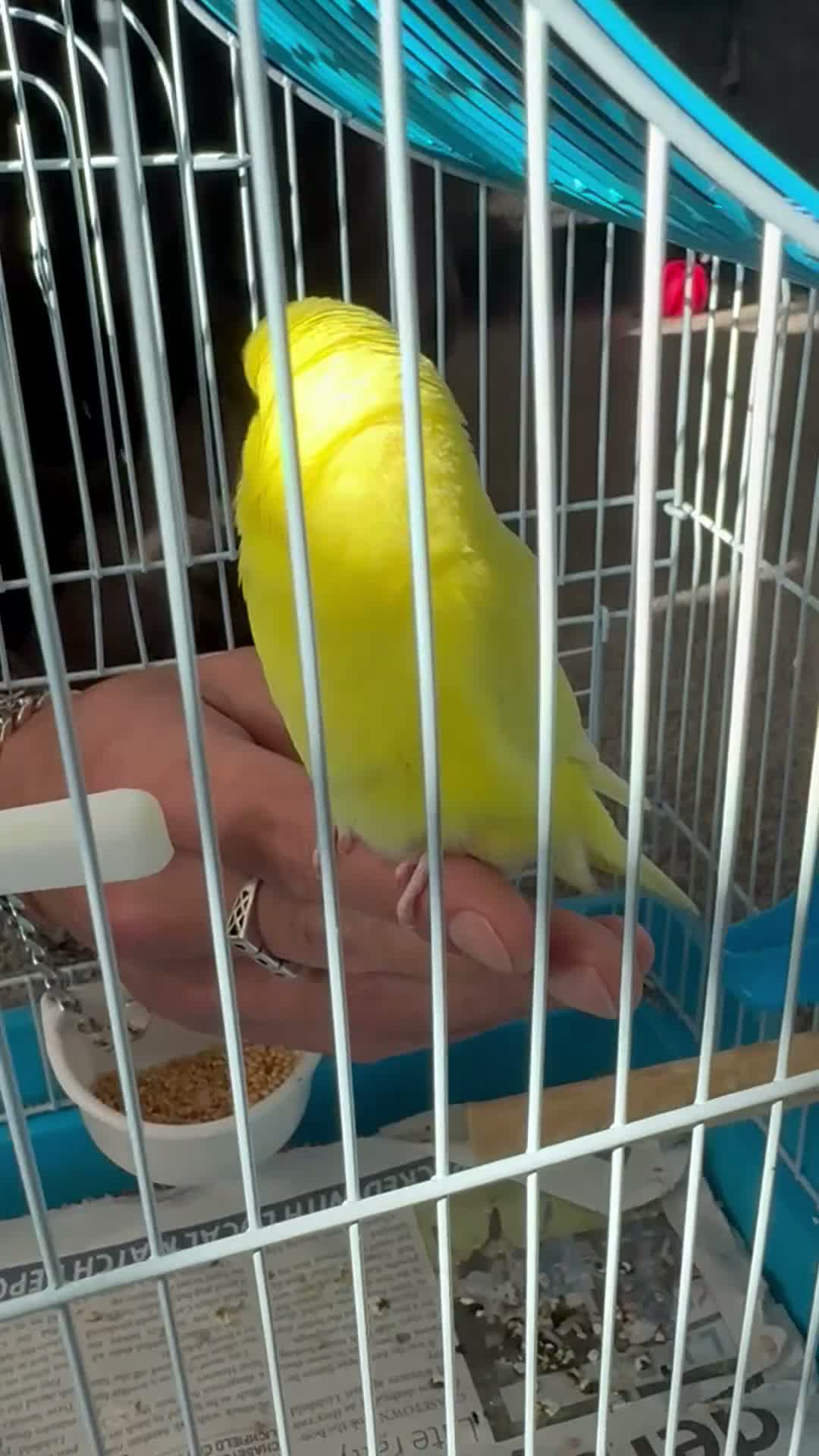 Budgerigars birds for sale: Baby budgies and baby finches  - Video 1