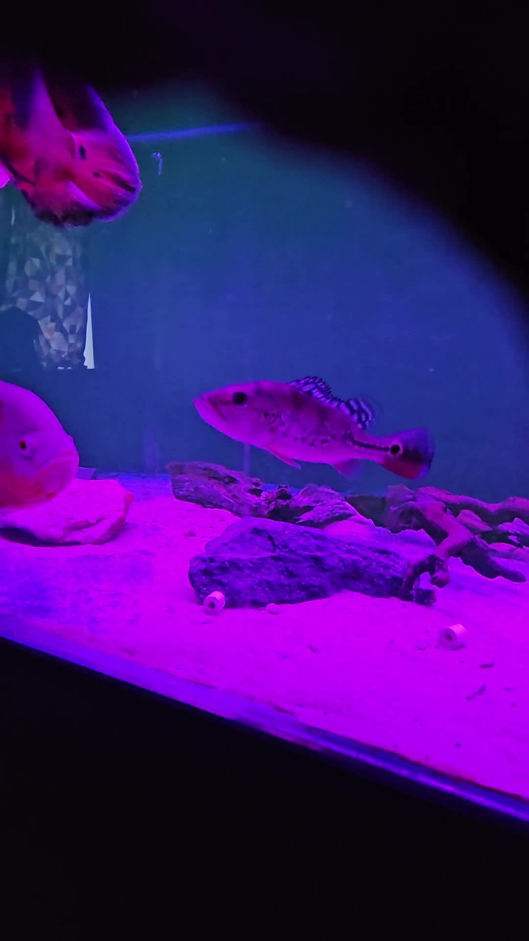 Other/Mixed Breed fish for sale: Peacock bass - Video 1