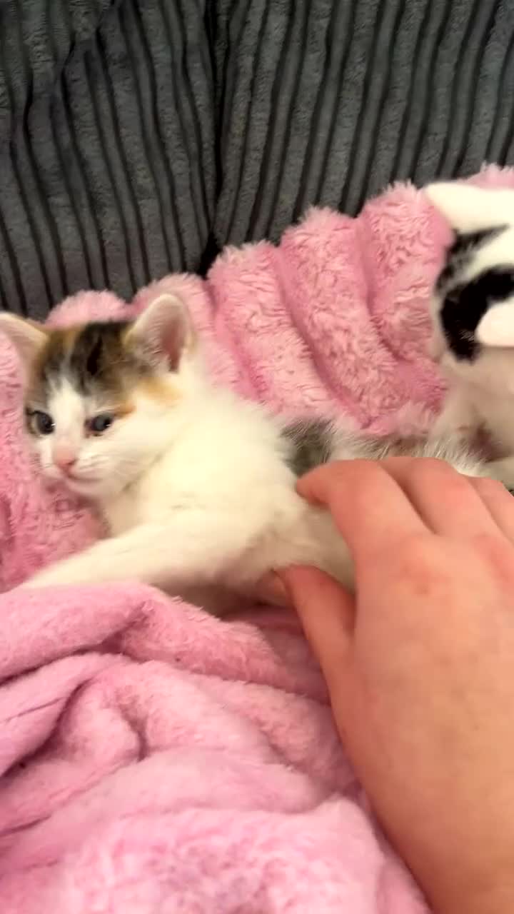 Mixed Breed cats for sale: 2 kittens for sale  - Video 2