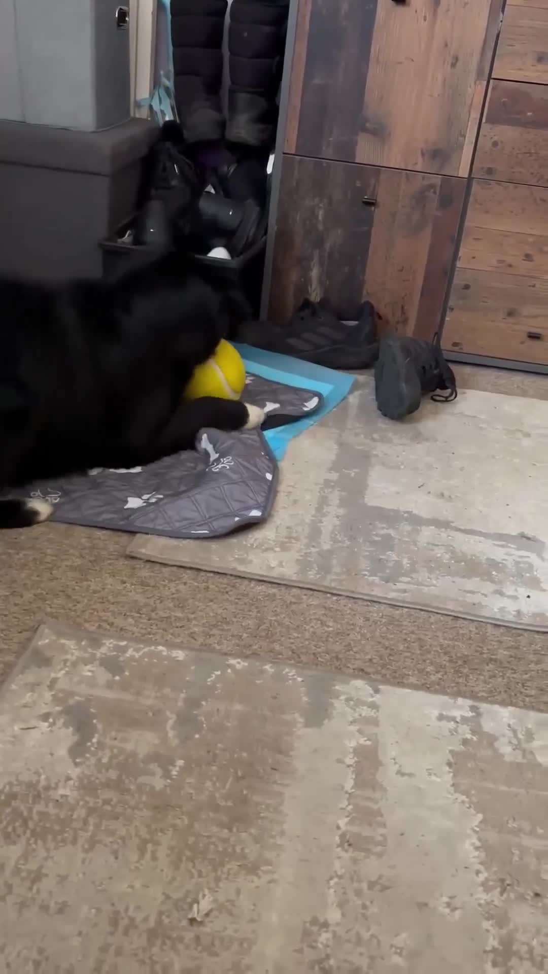 Mixed Breed dogs for adoption: Whiskey for adoption in Leigh-on-Sea - Video 1