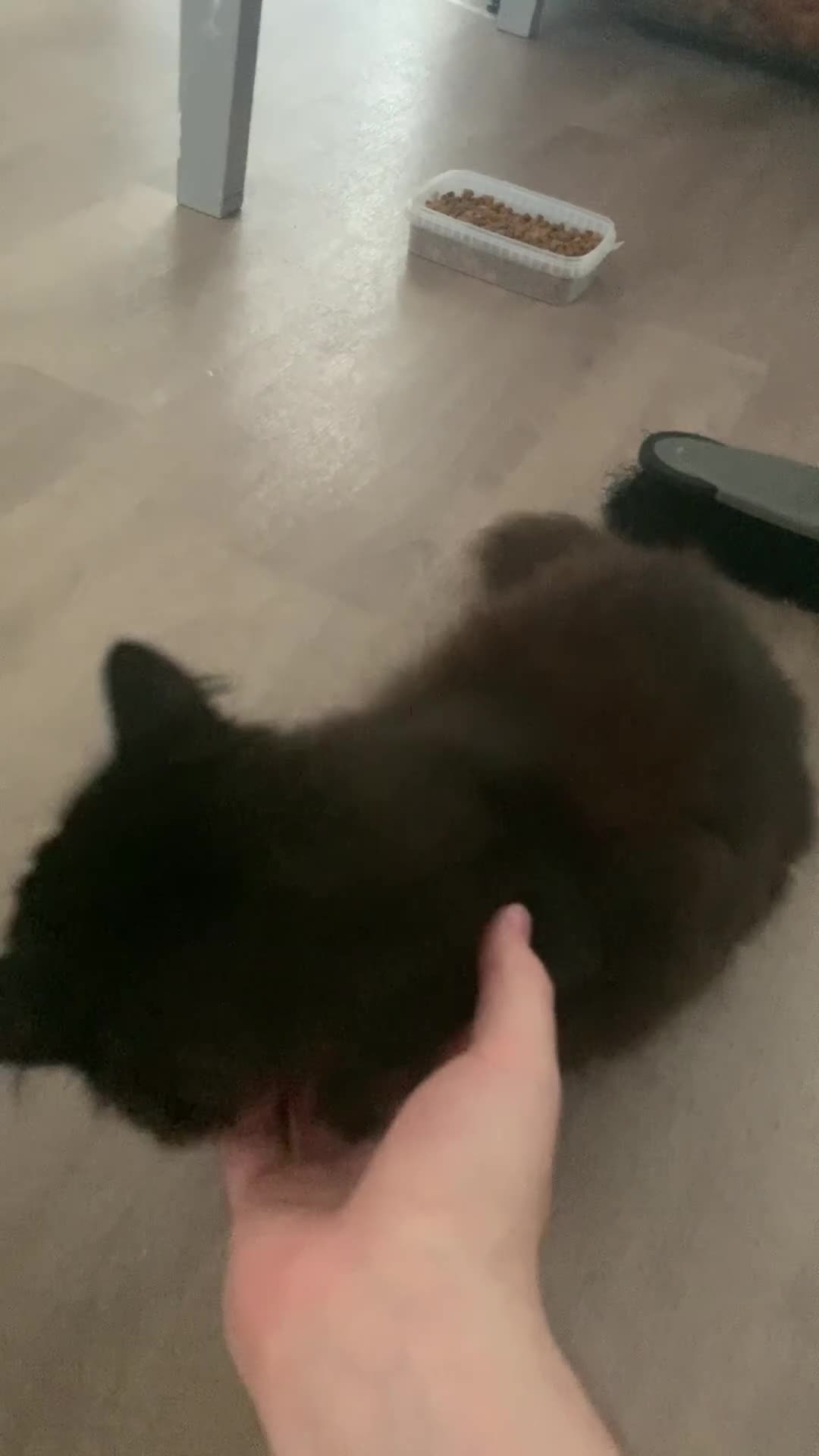 British Longhair cats for sale: Cat for sale, and needs a home 🩷 - Video 5