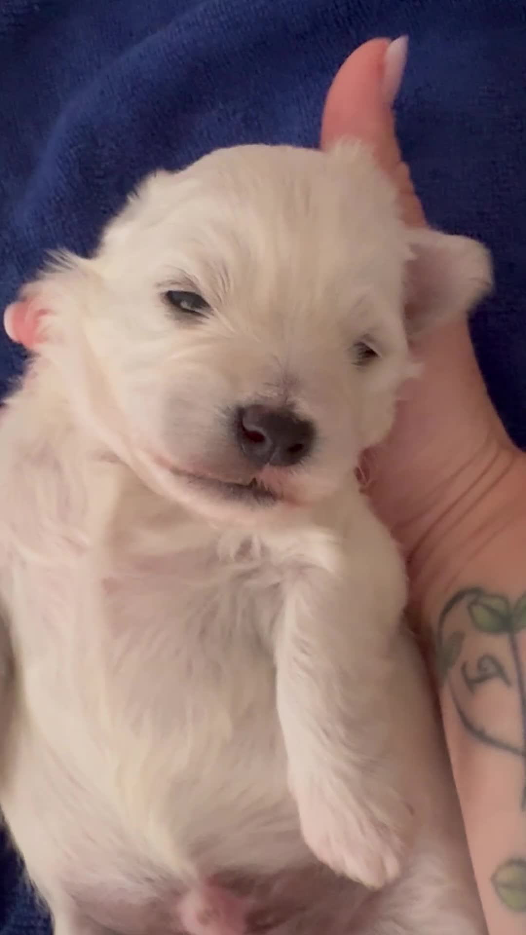 Maltese dogs for sale: Beautiful Maltese puppies for sale - Video 2