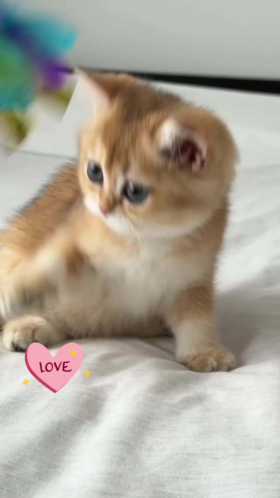 British Shorthair cats for sale: Exception quality,Champion bloodlines GCCF/TICA  - Video 1