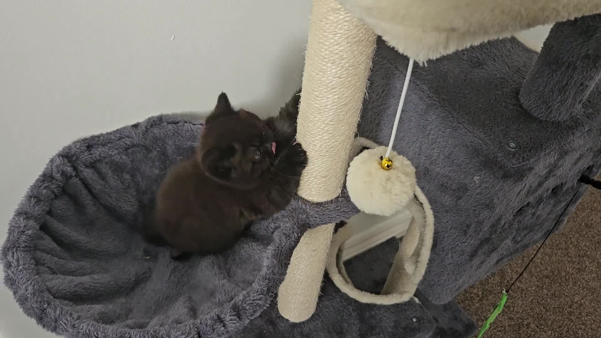 Persian cats for sale: Chunky Persian × British  - Video 5