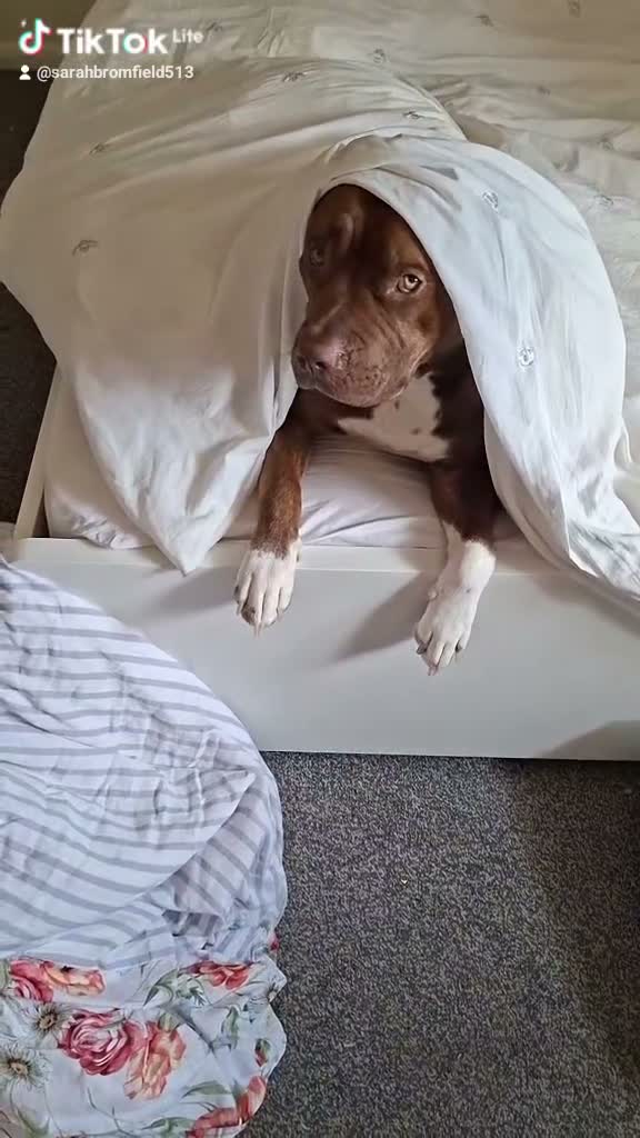 Mixed Breed dogs for sale: Male dog  in Ashford - Video 3