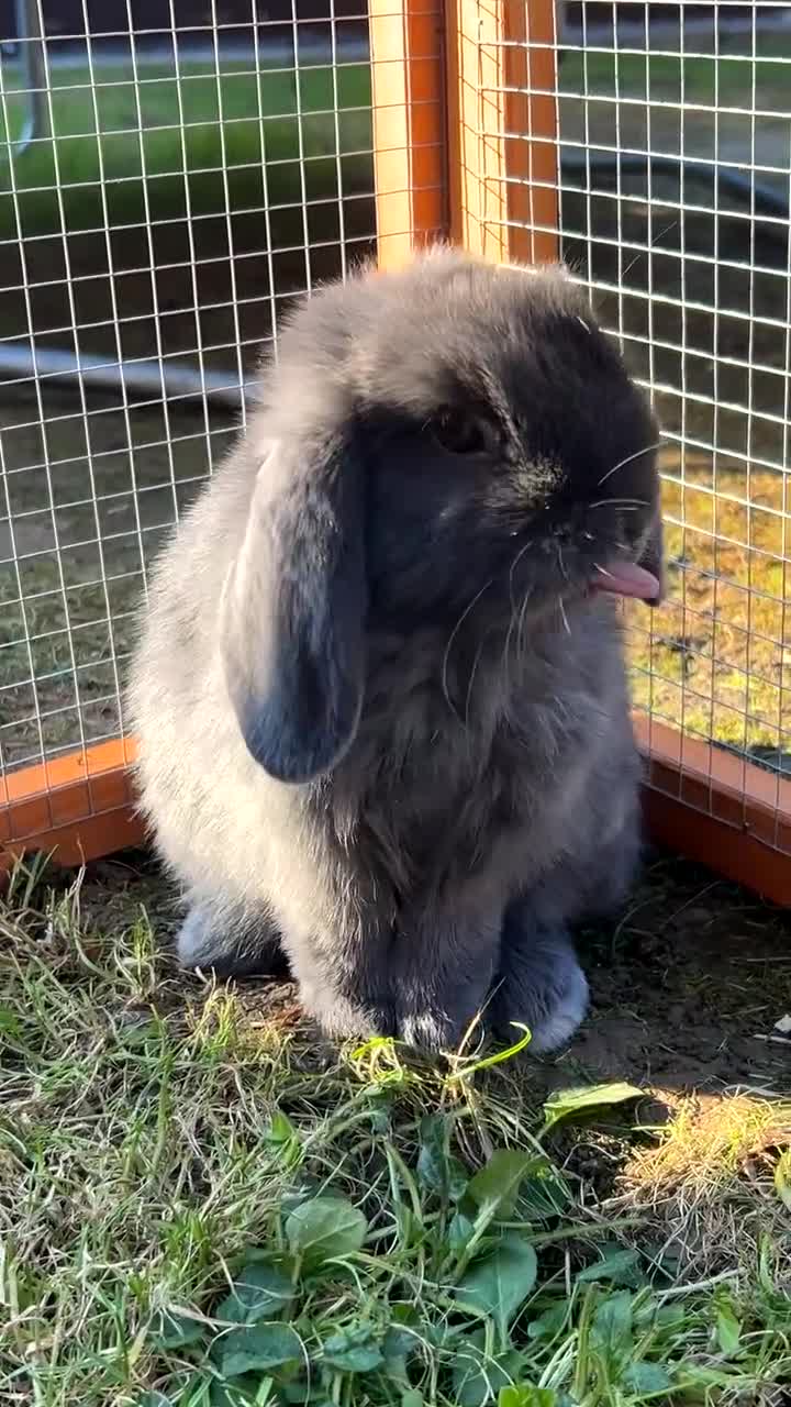Mini Lop rabbits for sale: 2 mini lops - Video 3