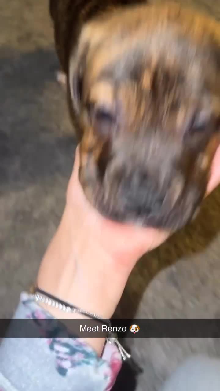 Mixed Breed dogs for sale:  American Bulldog x French Mastiff puppy for sale  - Video 3
