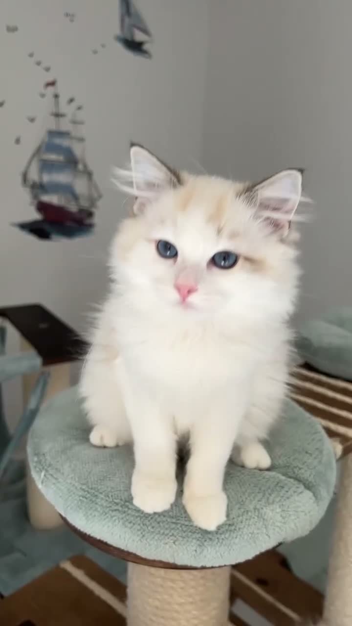 Ragdoll cats for sale: TICA registered seal lynx bicolor boy  - Video 1