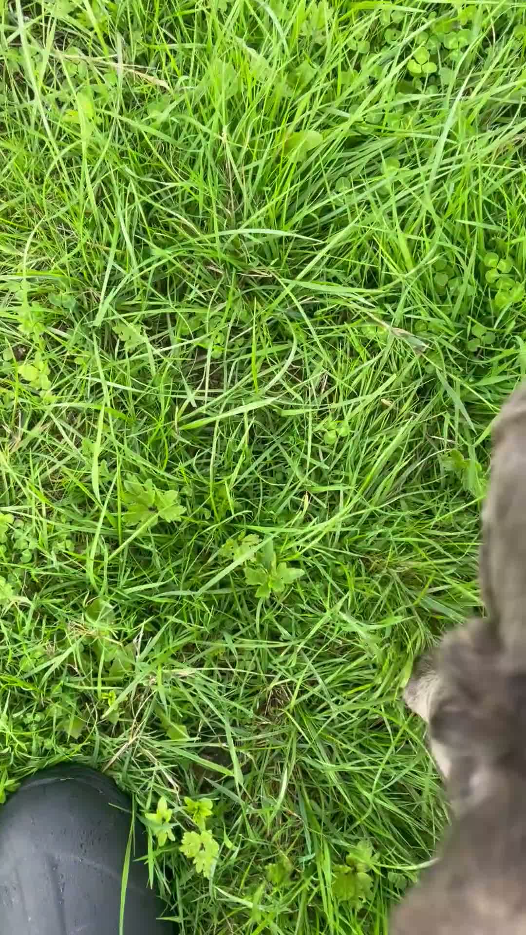 French Bulldog dogs for sale: RKC French bulldog puppies - Video 1
