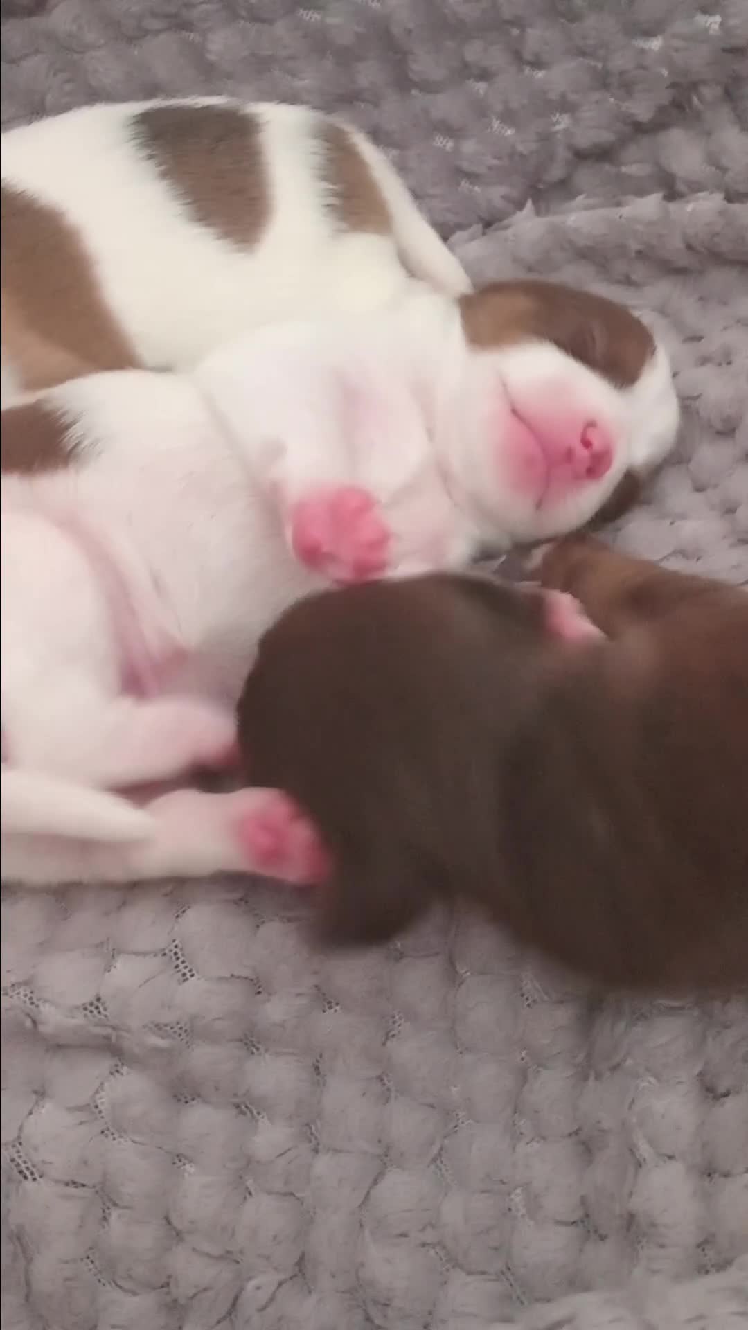 Patterjack dogs for sale: Patterjack/jackrussel - Video 1