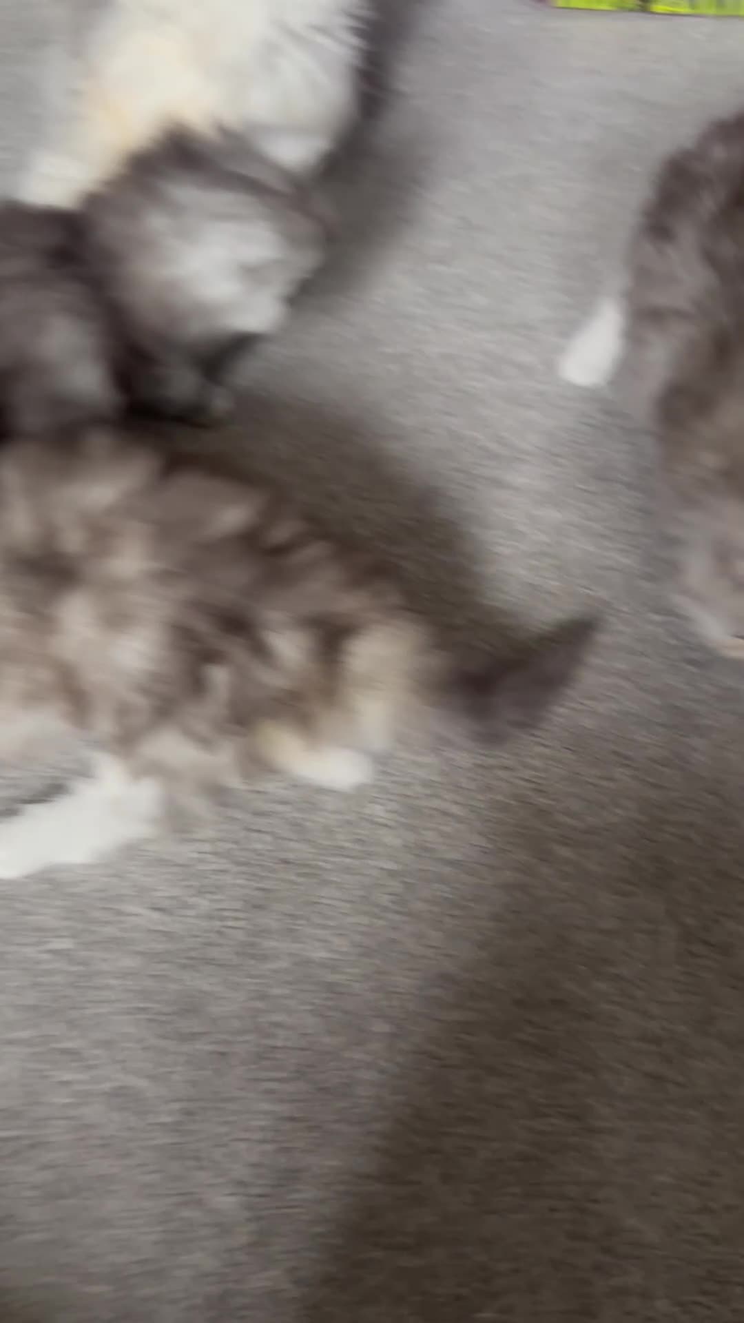 Persian cats for sale: Chinchilla Persian Kittens in Swindon - Video 1