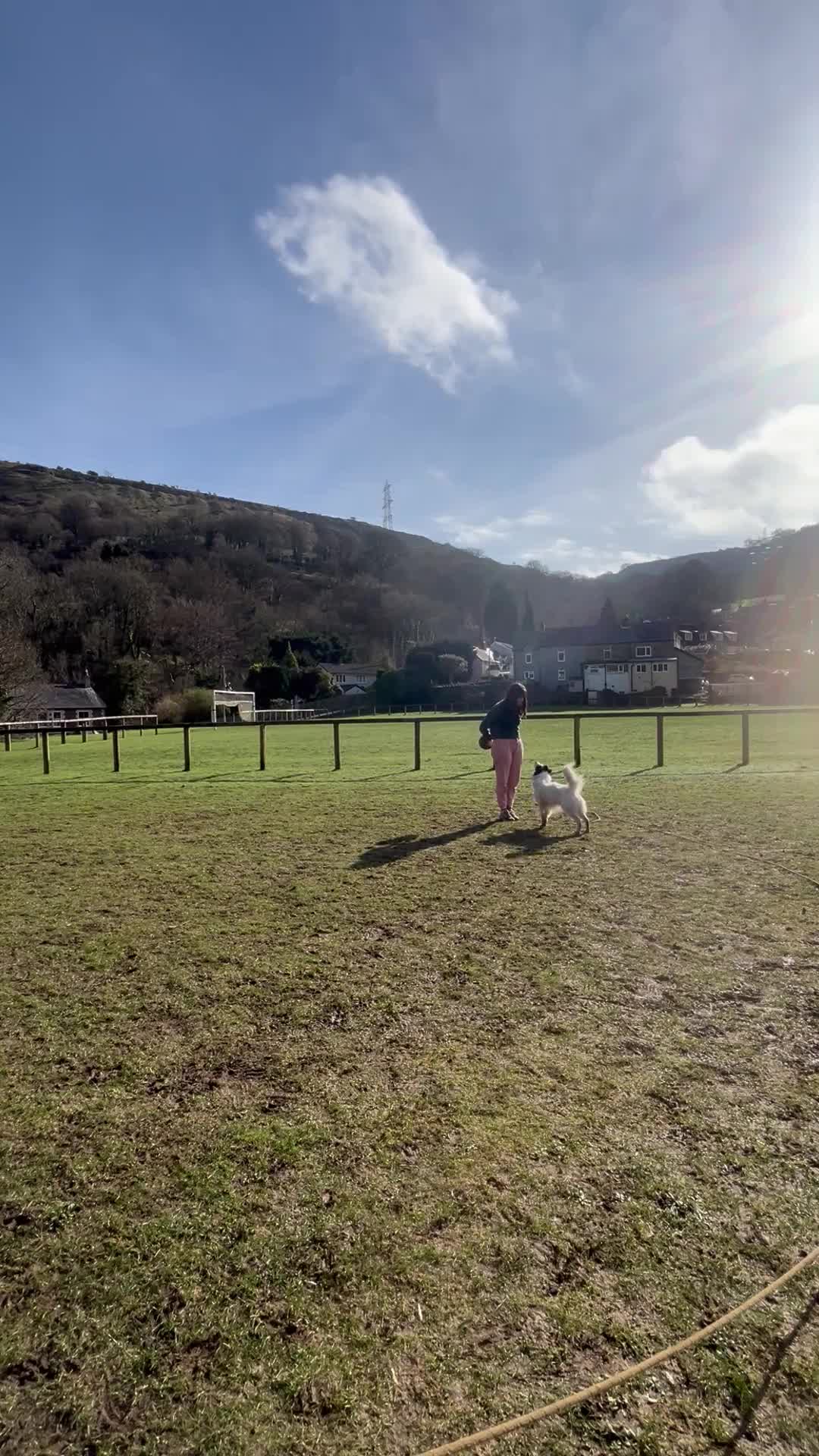 Sprollie dogs for sale: Wilson the Sprollie in Abergavenny - Video 1