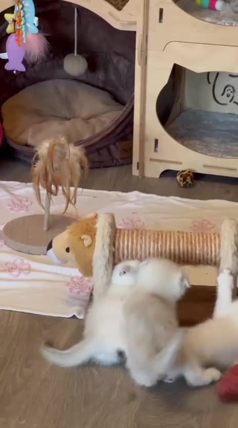 Scottish Fold cats for sale: Beautiful Blue-Eyes Scottish Girl Kittens - Video 1