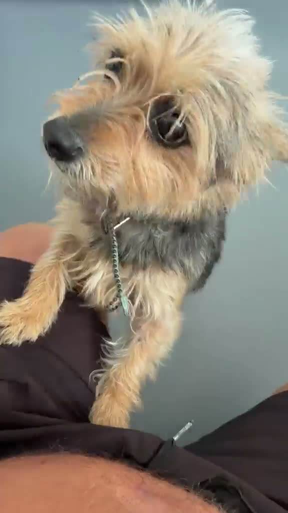 Yorkshire Terrier dogs for sale: Yorkshire Girl For Sale  - Video 1
