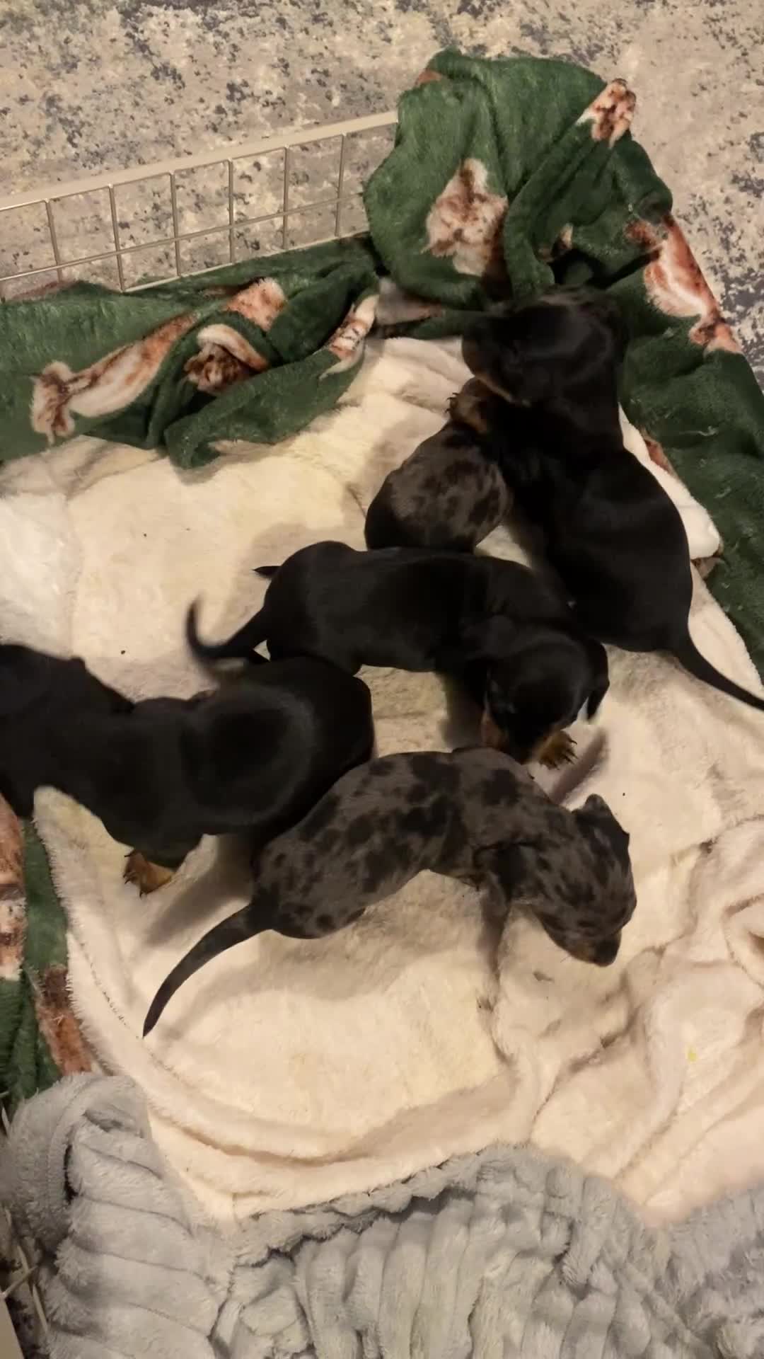 Dachshund dogs for sale: 4 Dachshund puppies for sale  - Video 2