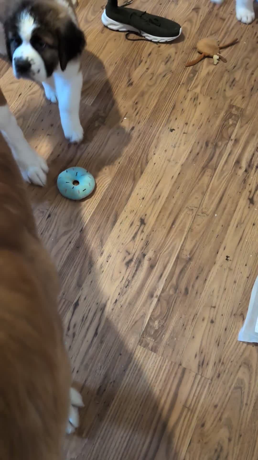 Saint Bernard dogs for sale: Saint Bernards KC registered, Hip and Elbow scored - Video 1