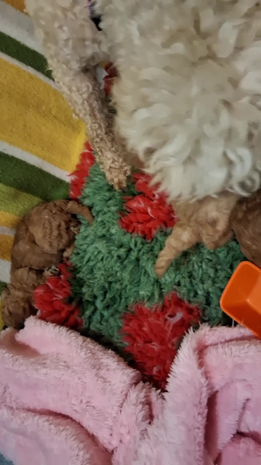 Toy Poodle dogs for sale: Toy Poodle Girls - Video 1