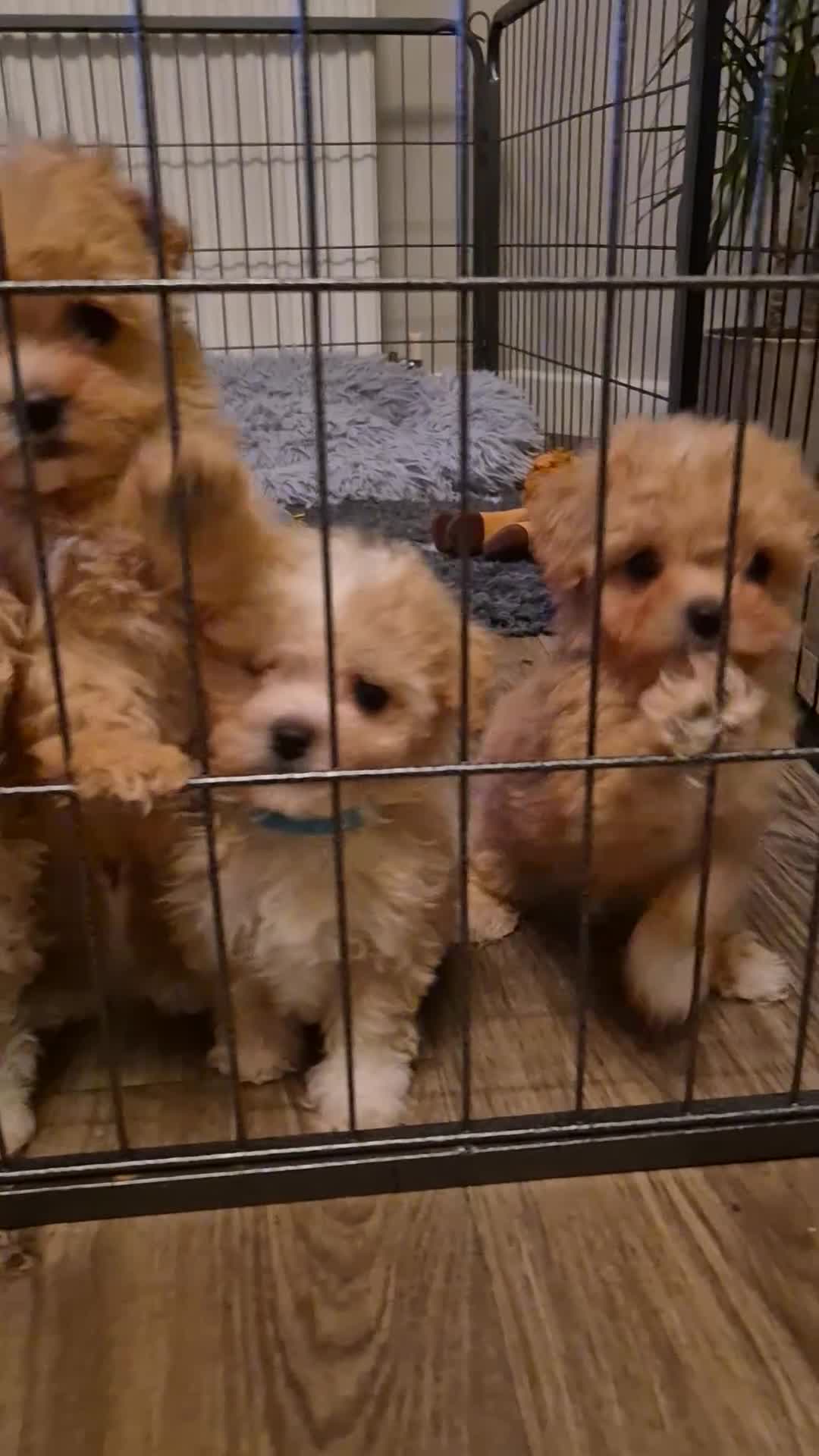 Maltipoo dogs for sale: F1 Maltipoo puppies 🐶 Just 2 girls remaining  - Video 3
