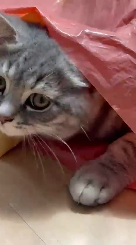 British Shorthair cats for sale: Beautifull female British shorthair 5 months 🩷🩷 - Video 1