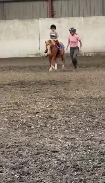 Welsh Section A horses for sale: Welsh section a mare  - Video 3