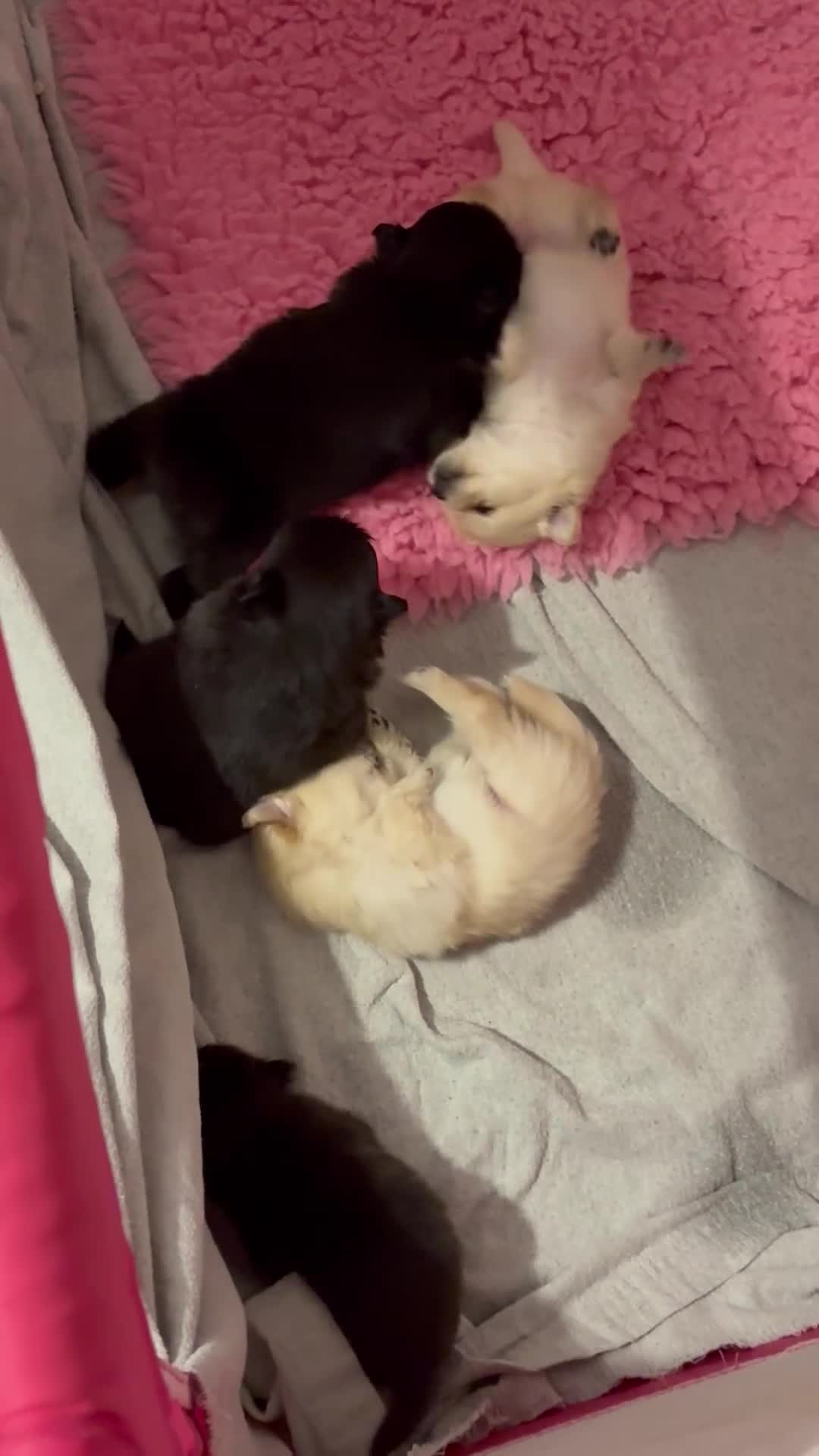 Pomeranian dogs for sale: 🌟Pomeranian🌟 - Video 1