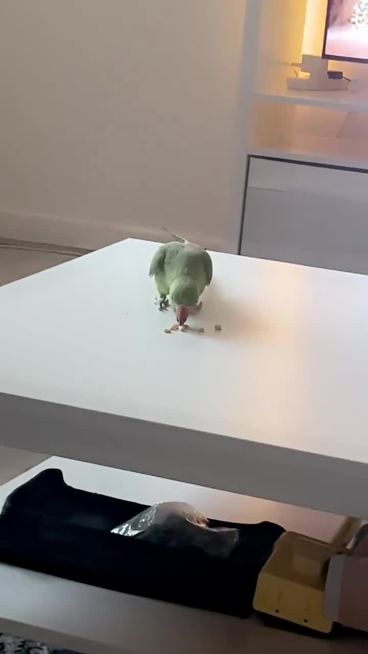 Ringnecks birds for sale: Female Indian ring neck not hand tame  - Video 1