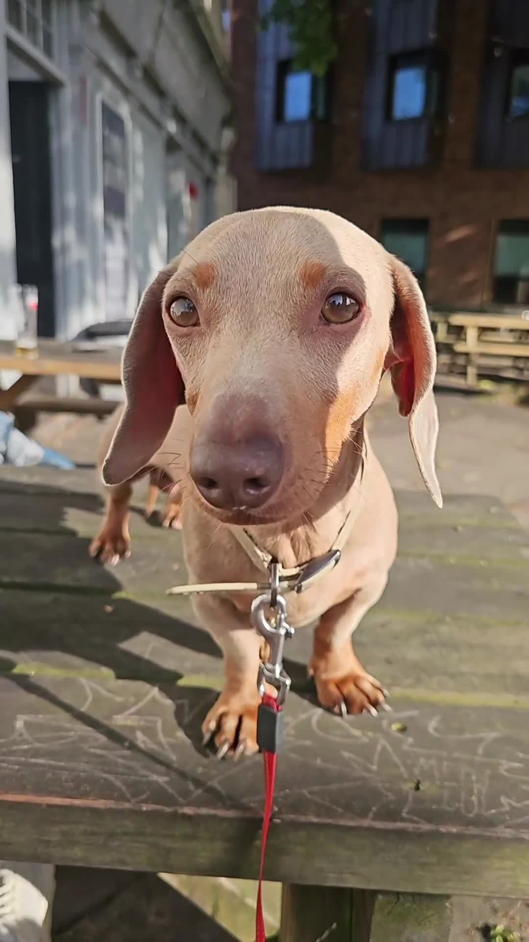 Miniature Dachshund dogs for stud: Rolex⌚️👑 - Video 1