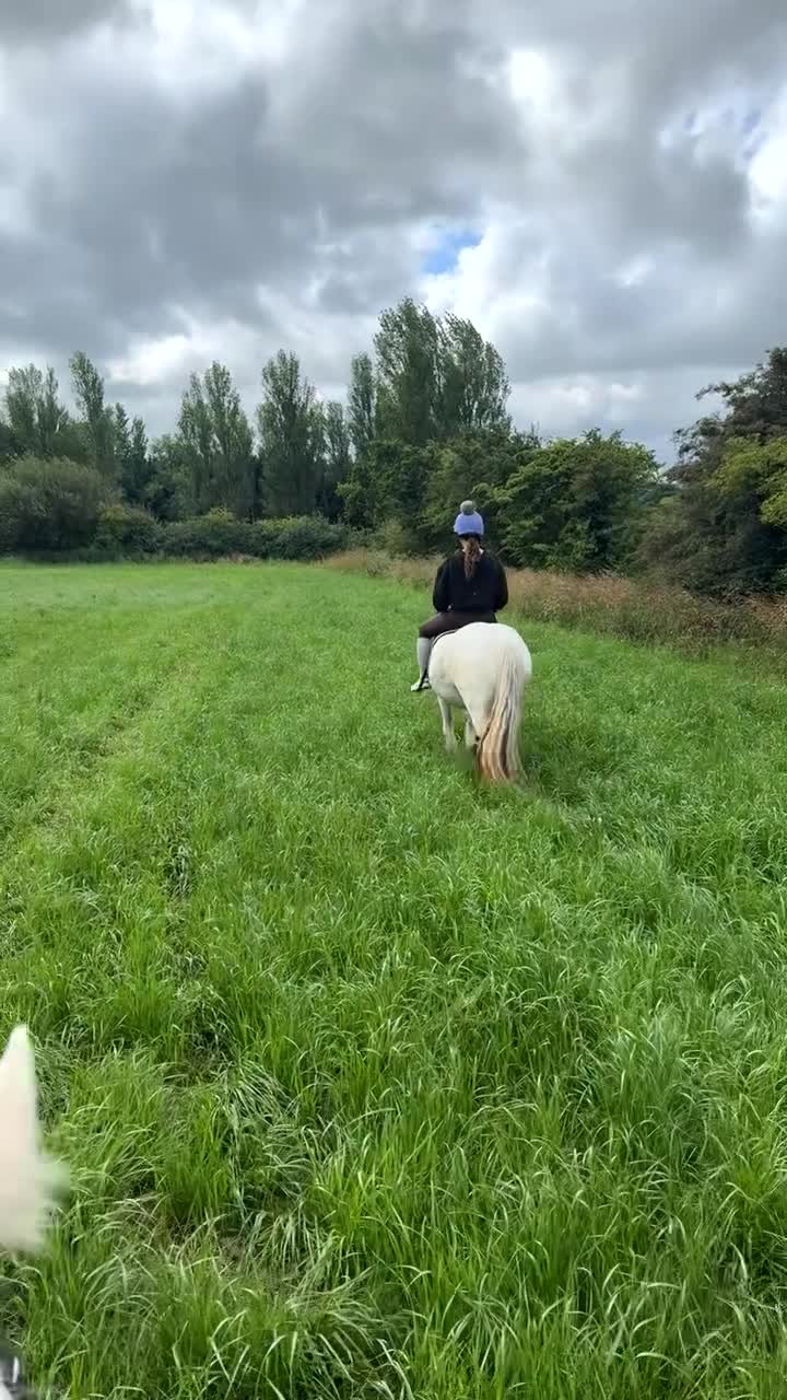 Tinker horses for sale: Family pony for sale  - Video 5